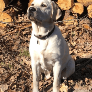 Basis Opleiding (voor honden vanaf 18 weken en ouder) dinsdag 29 september 18.45 uur