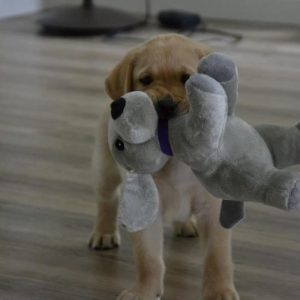 Puppy cursus (instroom vanaf 8 weken tot 18 weken oud) zondag 16 augustus 09.15 uur