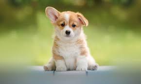 Puppy cursus (instroom vanaf 8 weken tot 18 weken oud) zondag 29 november 10.00 uur