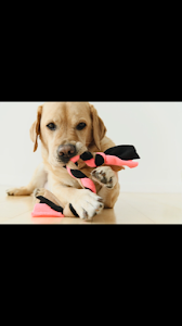 Hondenschool & Hondenprofessional The Art of Dog Training-NL plaats foto